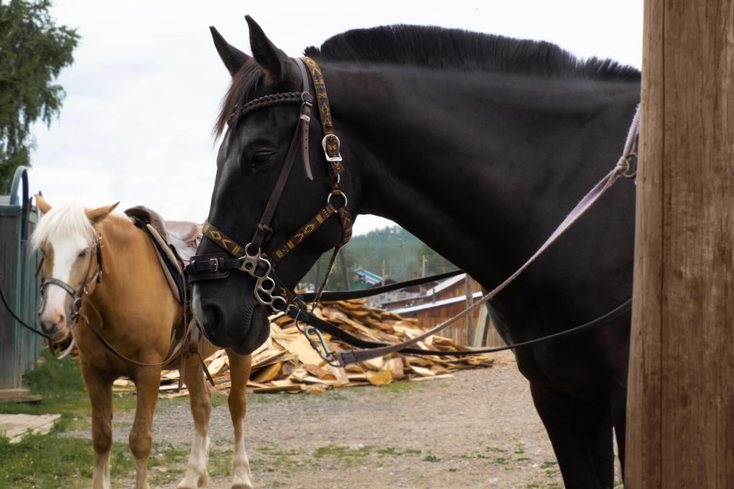 horses-are-standing-village-fresh-air